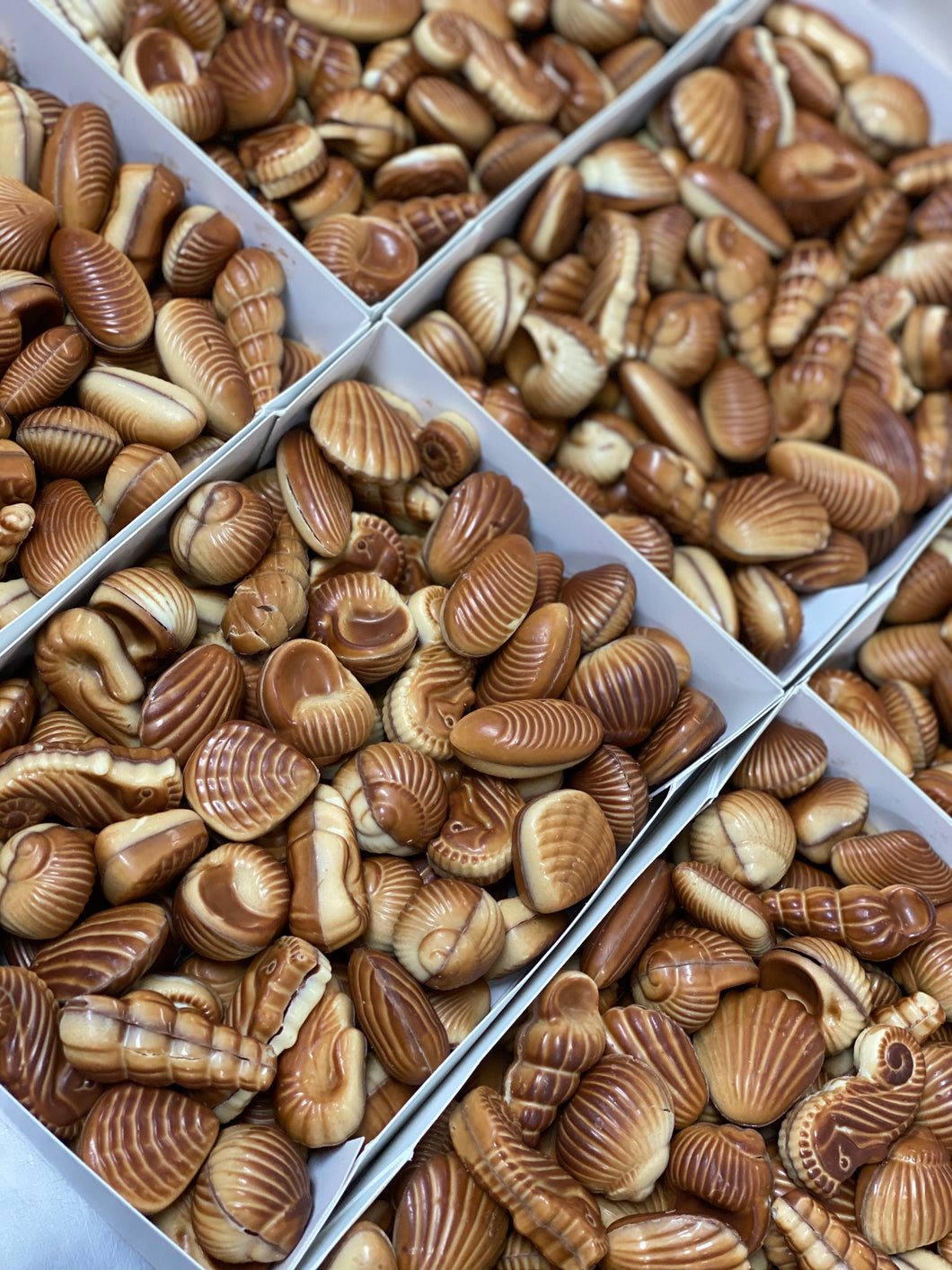 Hazelnut Praline Sea Shells